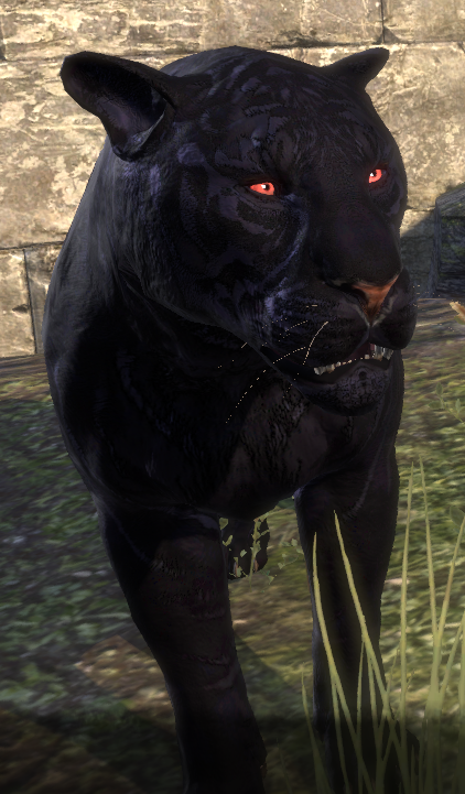 Striped-Senche-Panther-Front.png