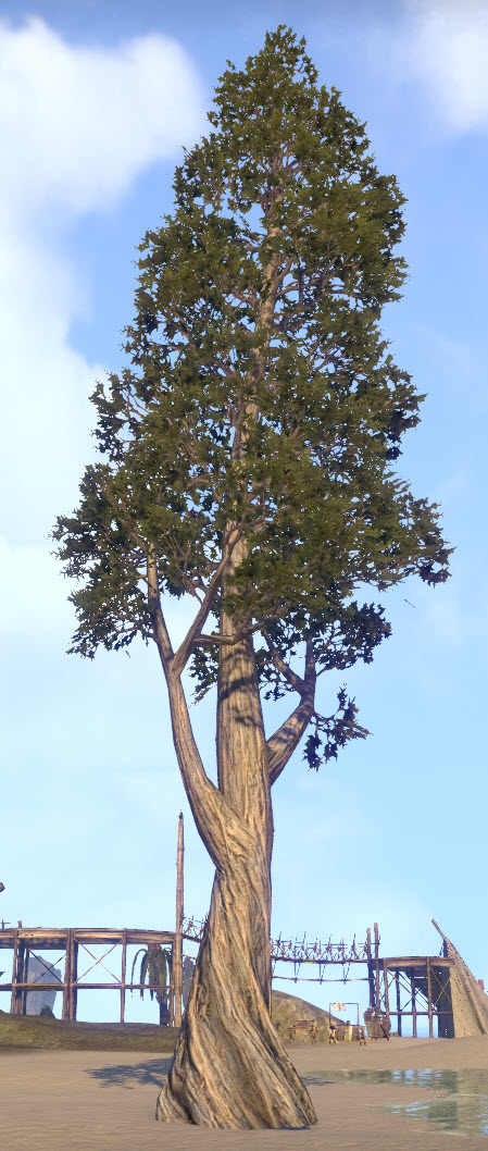 ESO Fashion | Tree, Old Juniper (Elder Scrolls Online)