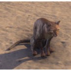 Abecean Ratter Cat