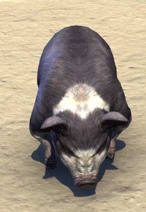 ESO Fashion | Psijic Domino Pig (Elder Scrolls Online)