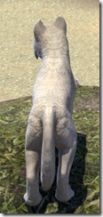 White River Ice Wolf Pup Back White River Ice Wolf Pup Back