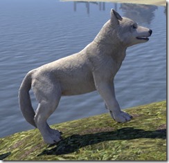 White River Ice Wolf Pup Side White River Ice Wolf Pup Side