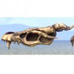 Ancient Cultist Totem