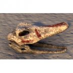 Argonian Skull, Crocodile