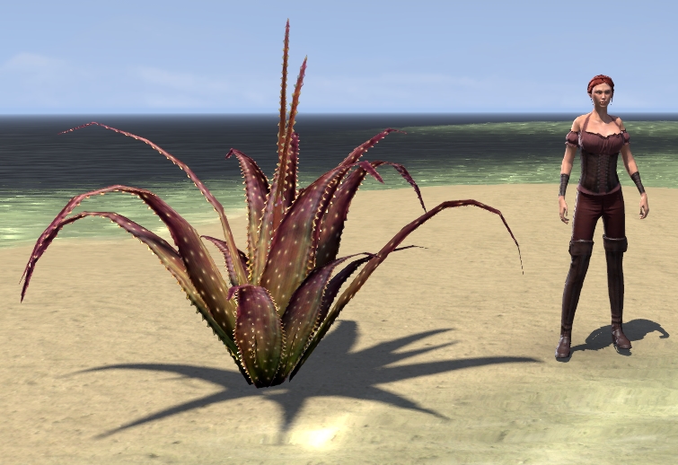 Plant-Red-Aloe-Succulent-size.jpg