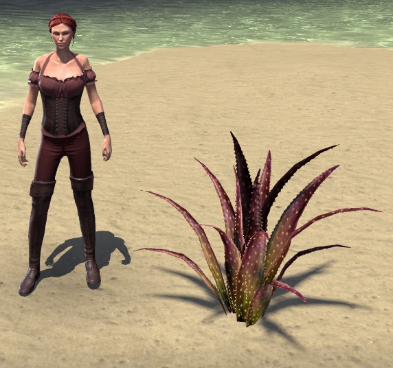 Plant-Red-Aloe-size.jpg