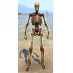 Target Skeleton, Humanoid
