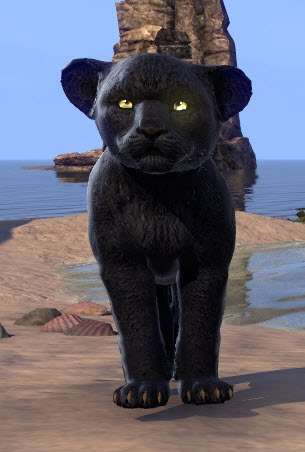 Black-Senche-Panther-Kitten-Front.jpg
