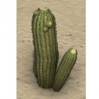 Alik'r Cactus Alik'r Cactus