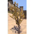 Plant, Bitter Stalk
