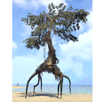 Fabricant Tree, Gnarled Cypress
