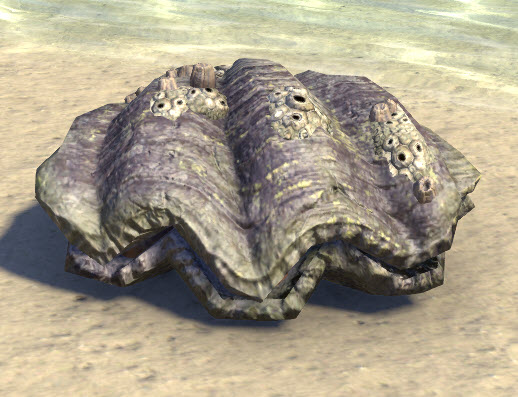 Giant-Clam-Ancient.jpg