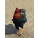 Mara’s Spring Chicken