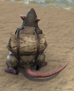 packrat photos